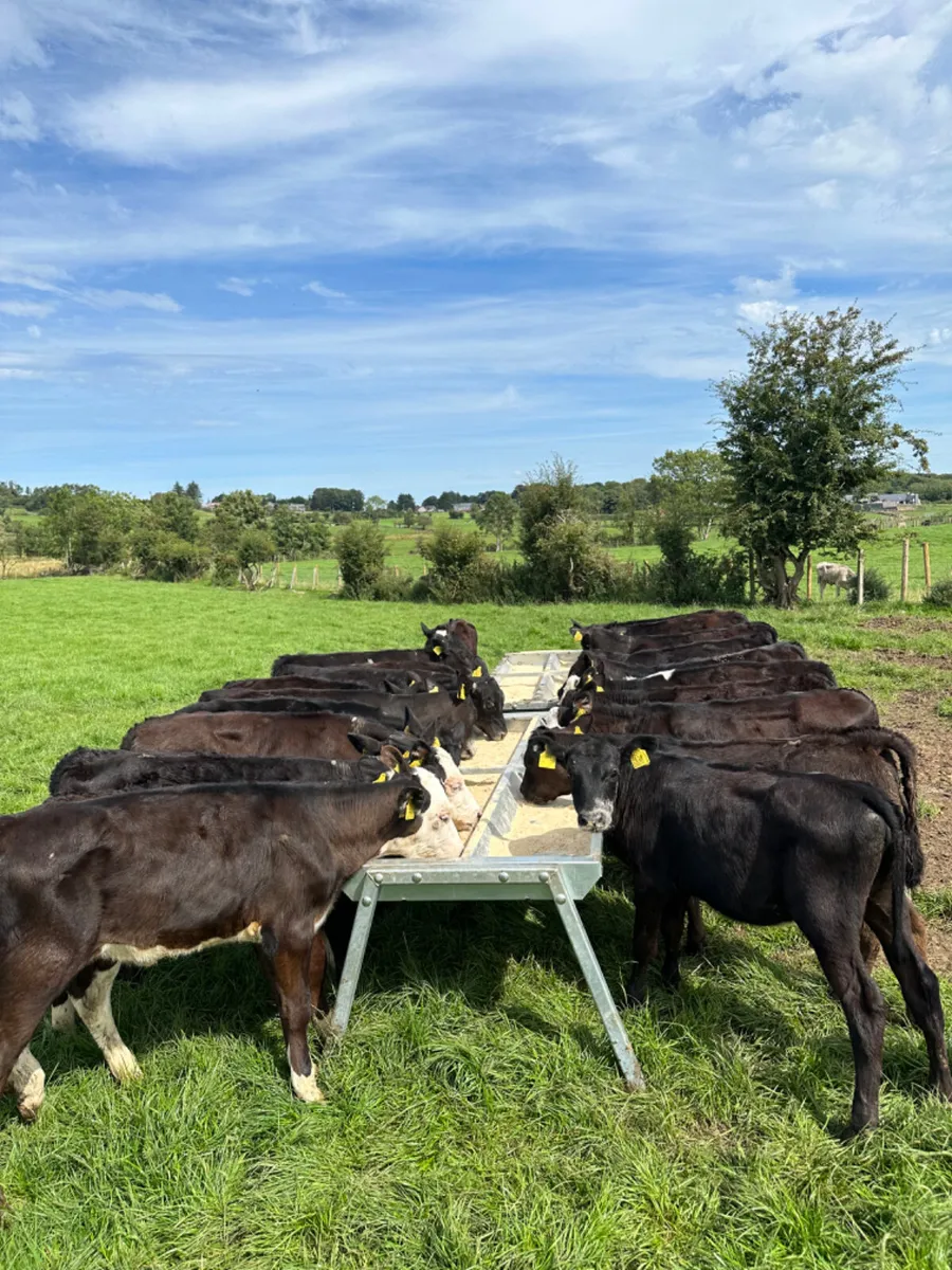 Angus Hereford and lim heifers - Image 3