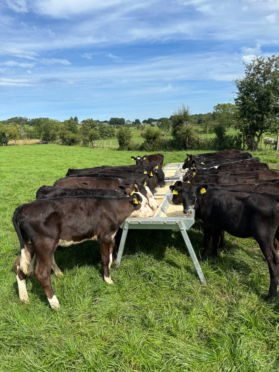 Angus Hereford and lim heifers - Image 1