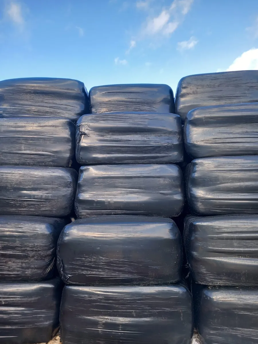 Silage - Image 3