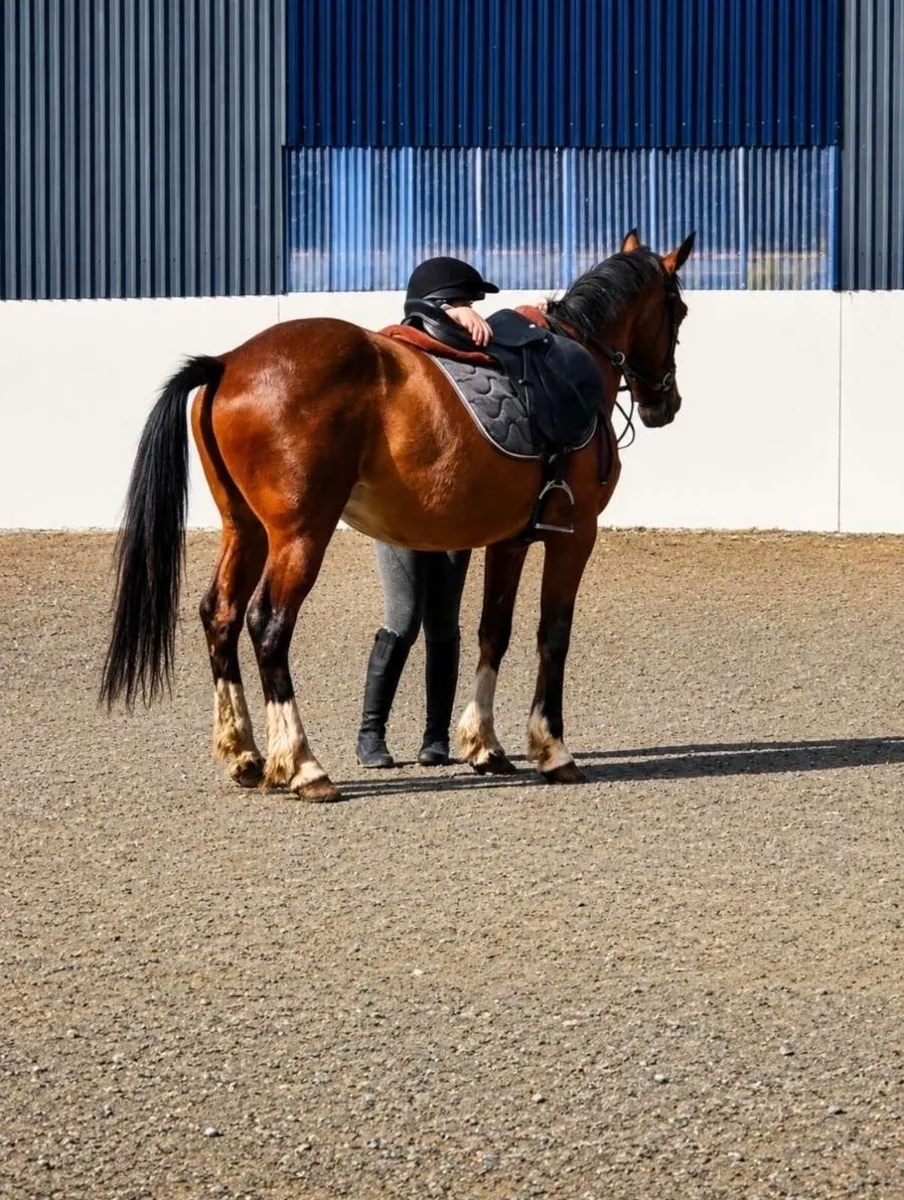 14.2h pony - Image 1