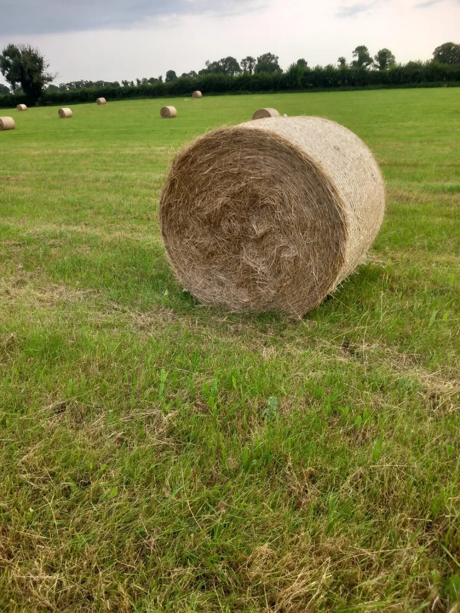 Silage - Image 4
