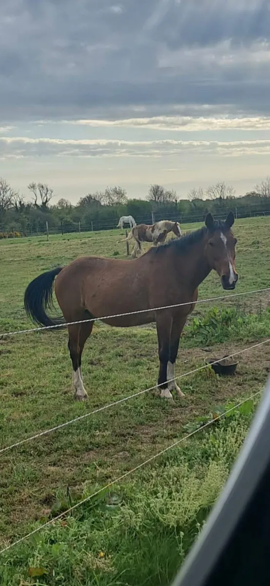 14.2h pony - Image 2