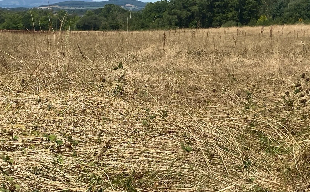 Grass