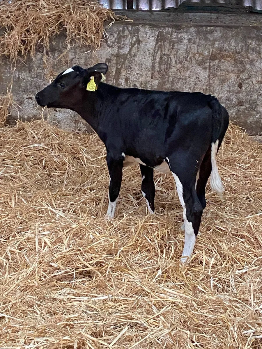4 pedigree heifer calves - Image 1