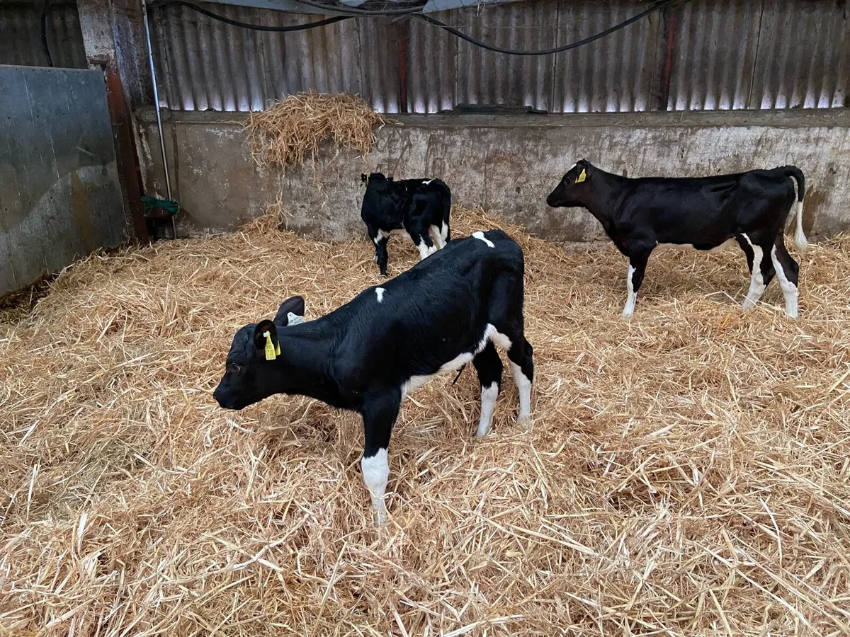 4 pedigree heifer calves - Image 2