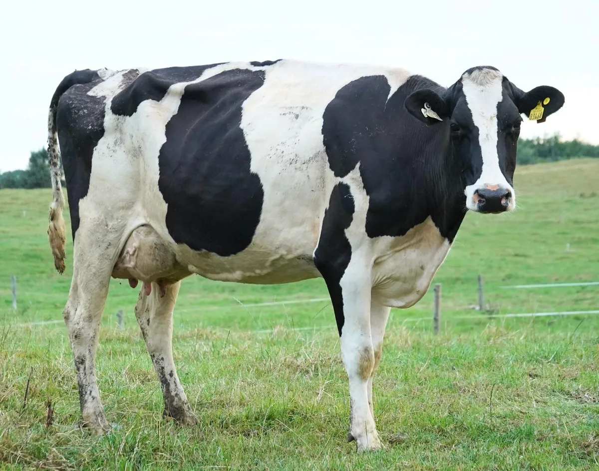 Co.MEATH -Carnaross Mart-Dispersal Sale 60 COWS - Image 3