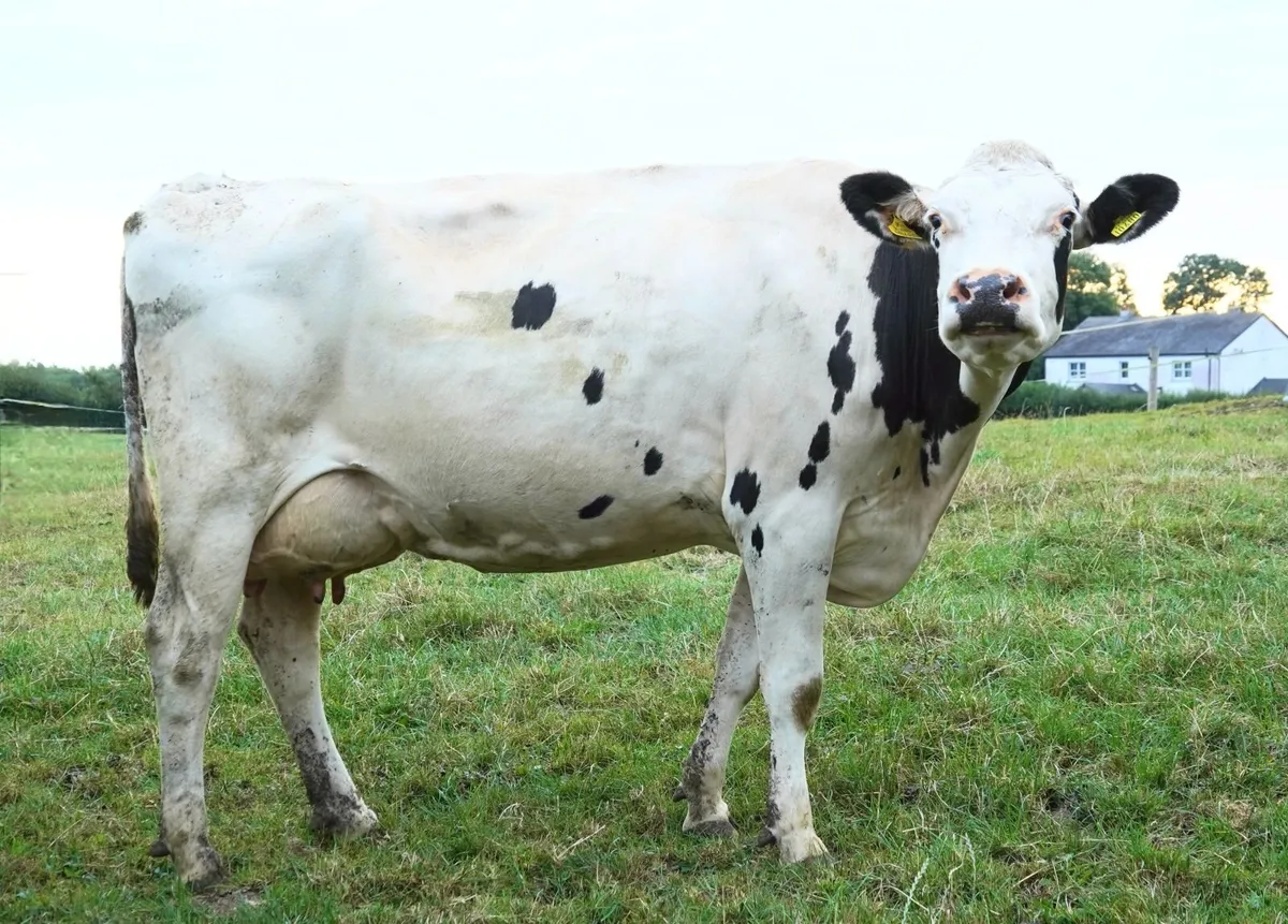 Co.MEATH -Carnaross Mart-Dispersal Sale 60 COWS - Image 4