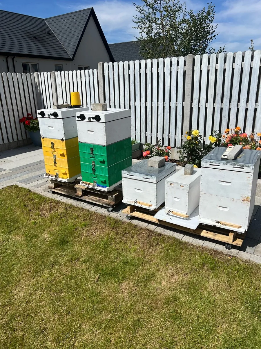 Langstroth Honey Bee Hives( Irish bees,  AMM) - Image 1