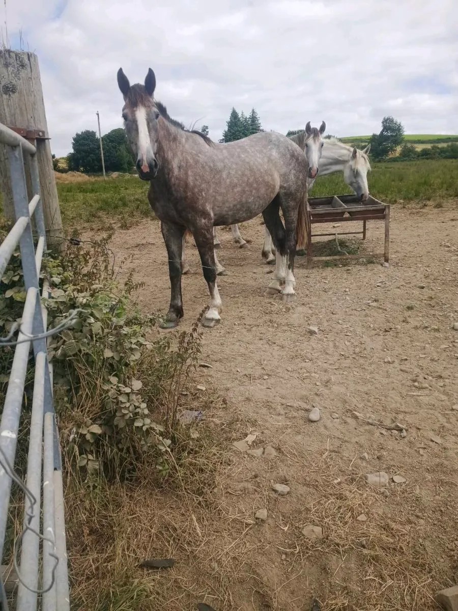 Irish draught gelding - Image 1
