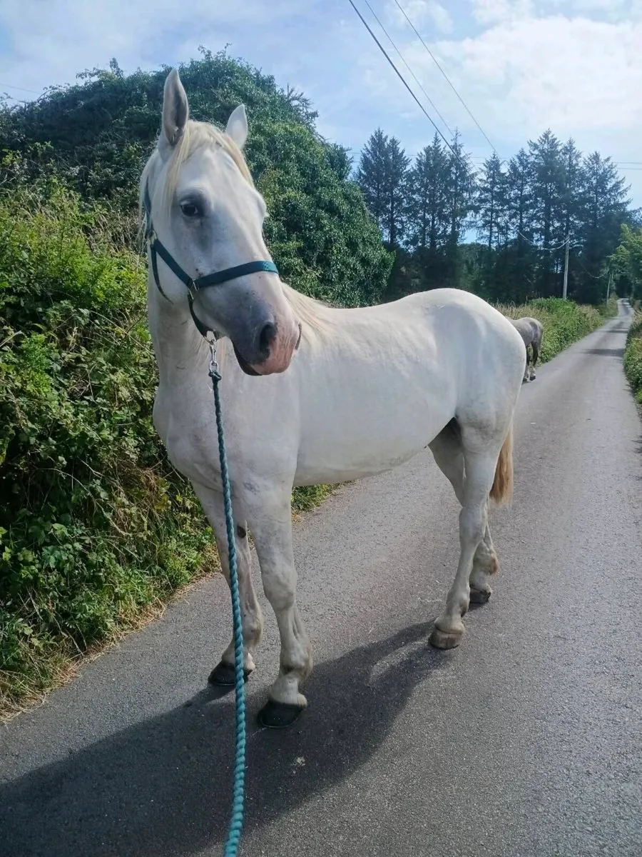 Irish draught gelding - Image 3