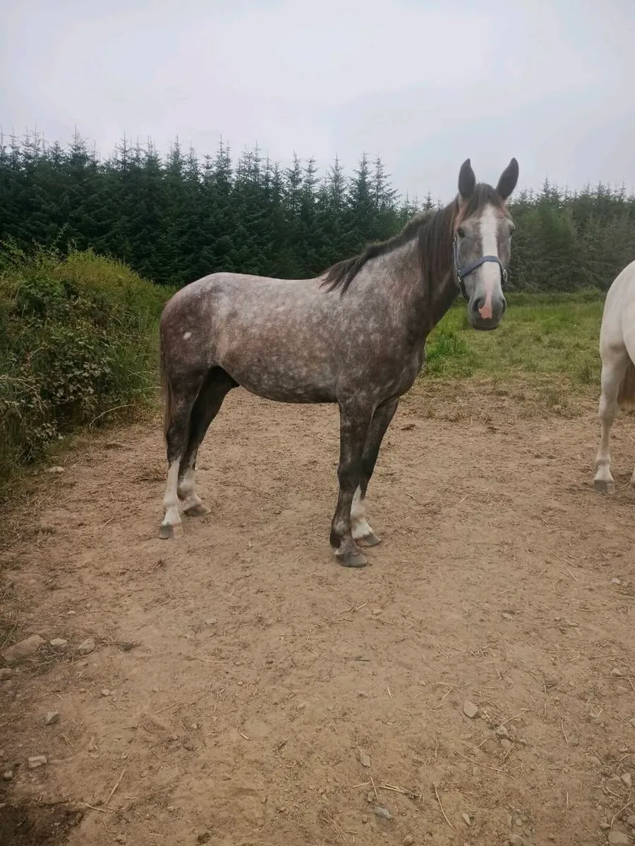 Irish draught gelding - Image 2