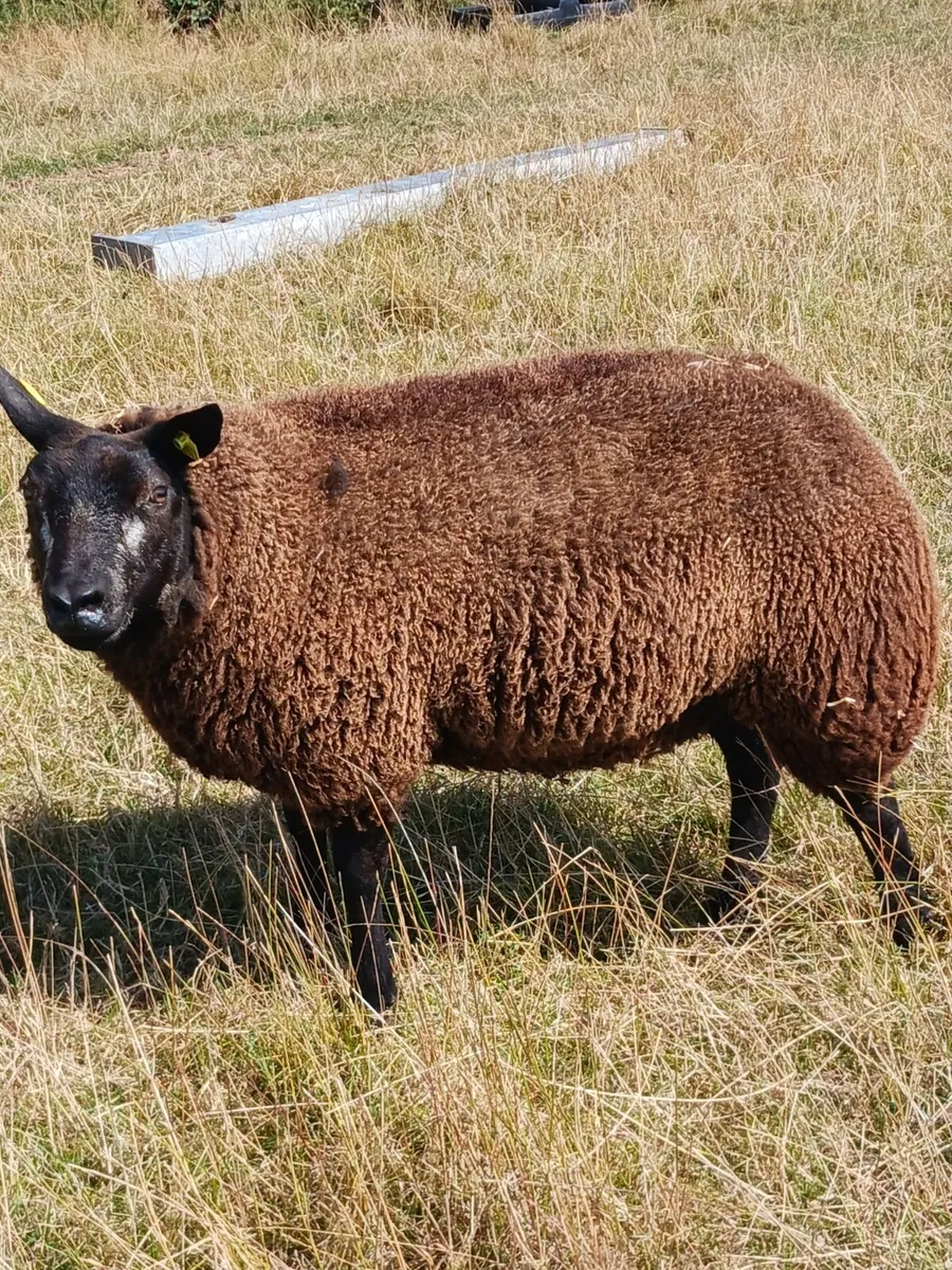 PBR BLUE TEXEL EWE LAMBS - Image 1