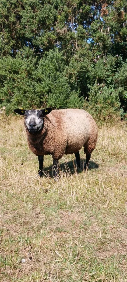 PBR BLUE TEXEL EWE LAMBS - Image 2