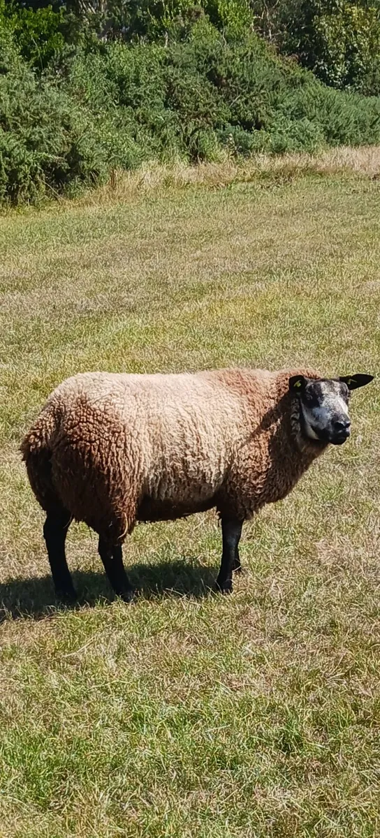 PBR BLUE TEXEL EWE LAMBS - Image 3