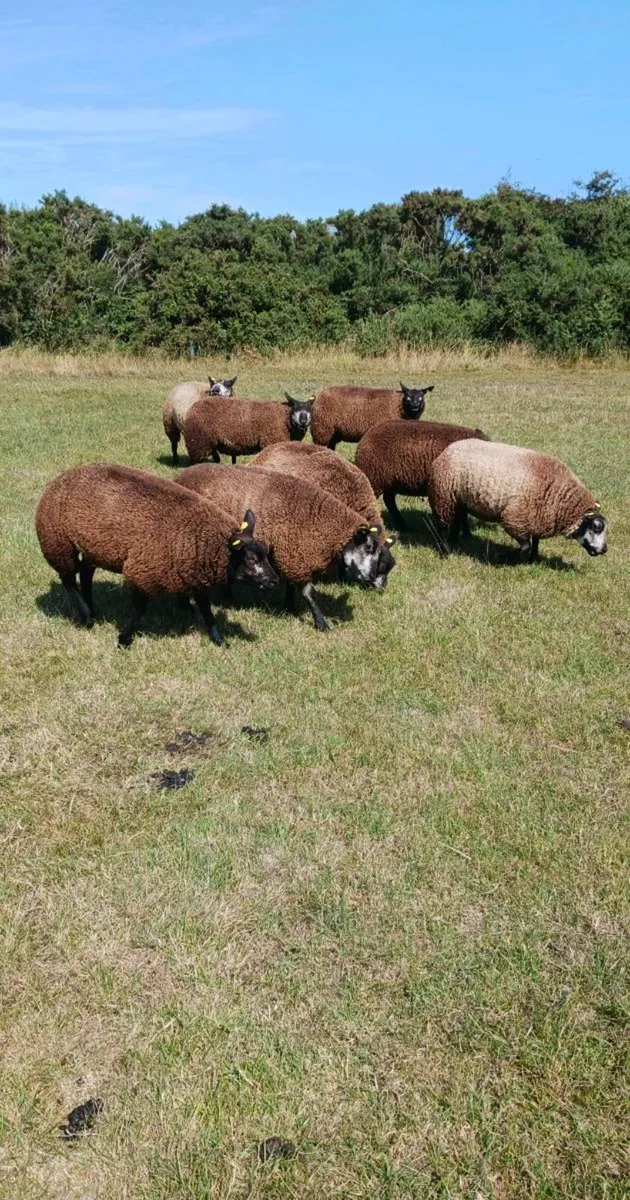 PBR BLUE TEXEL EWE LAMBS - Image 4