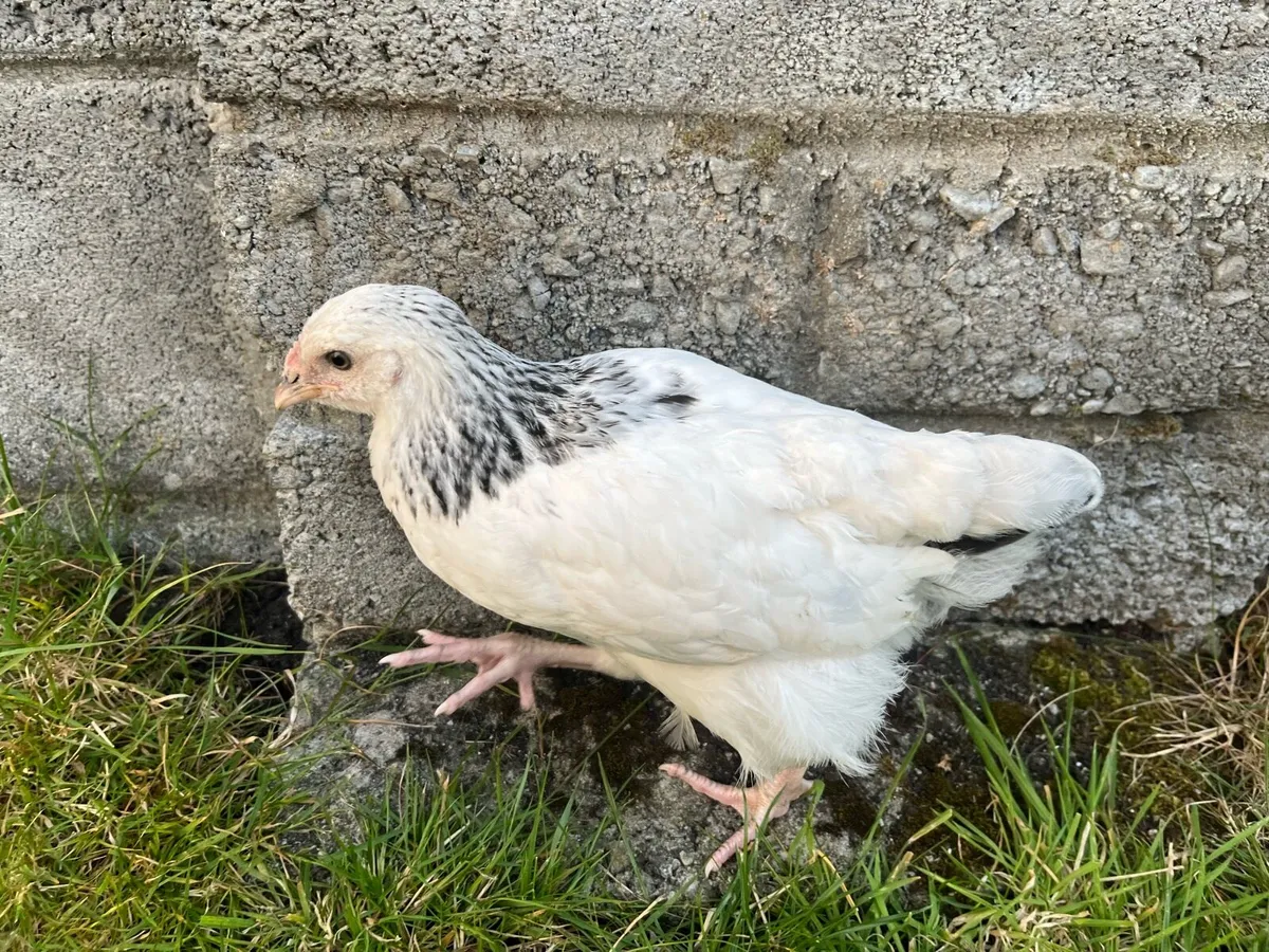 Cream Legbar, light Sussex, Pekins, Buff Orp - Image 1