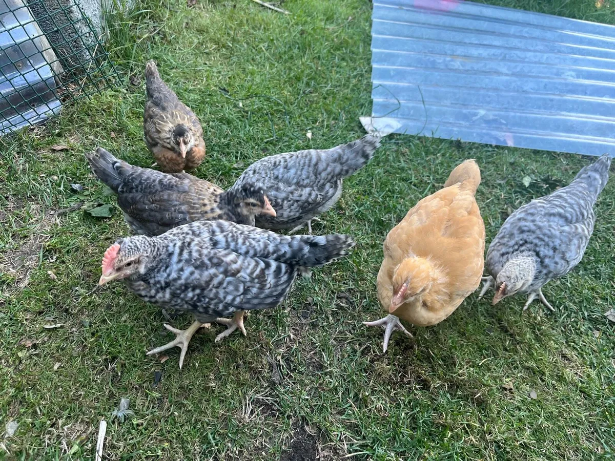 Cream Legbar, light Sussex, Pekins, Buff Orp - Image 2