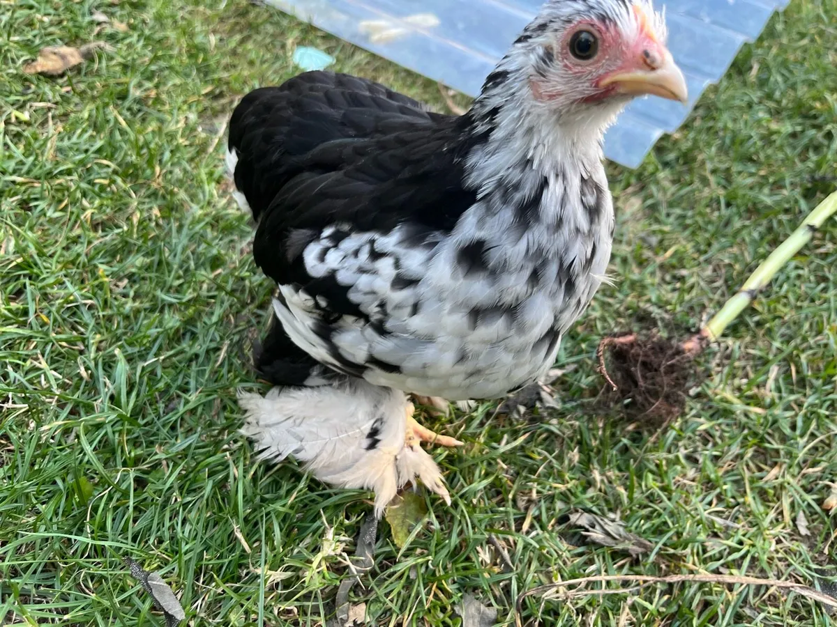 Cream Legbar, light Sussex, Pekins, Buff Orp - Image 3