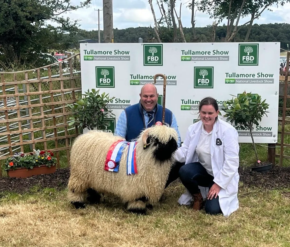 Valais Blacknose Sheep - Image 1