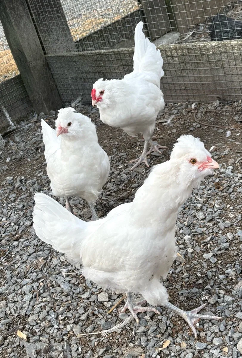 White Araucana & Coturnix Quail - Image 1