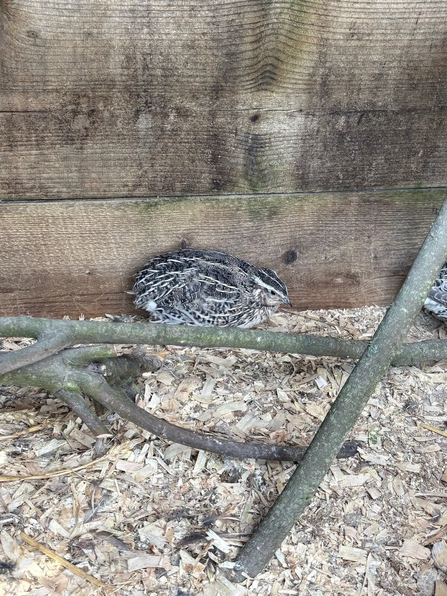 Coturnix Quail males (sale or swap) - Image 2