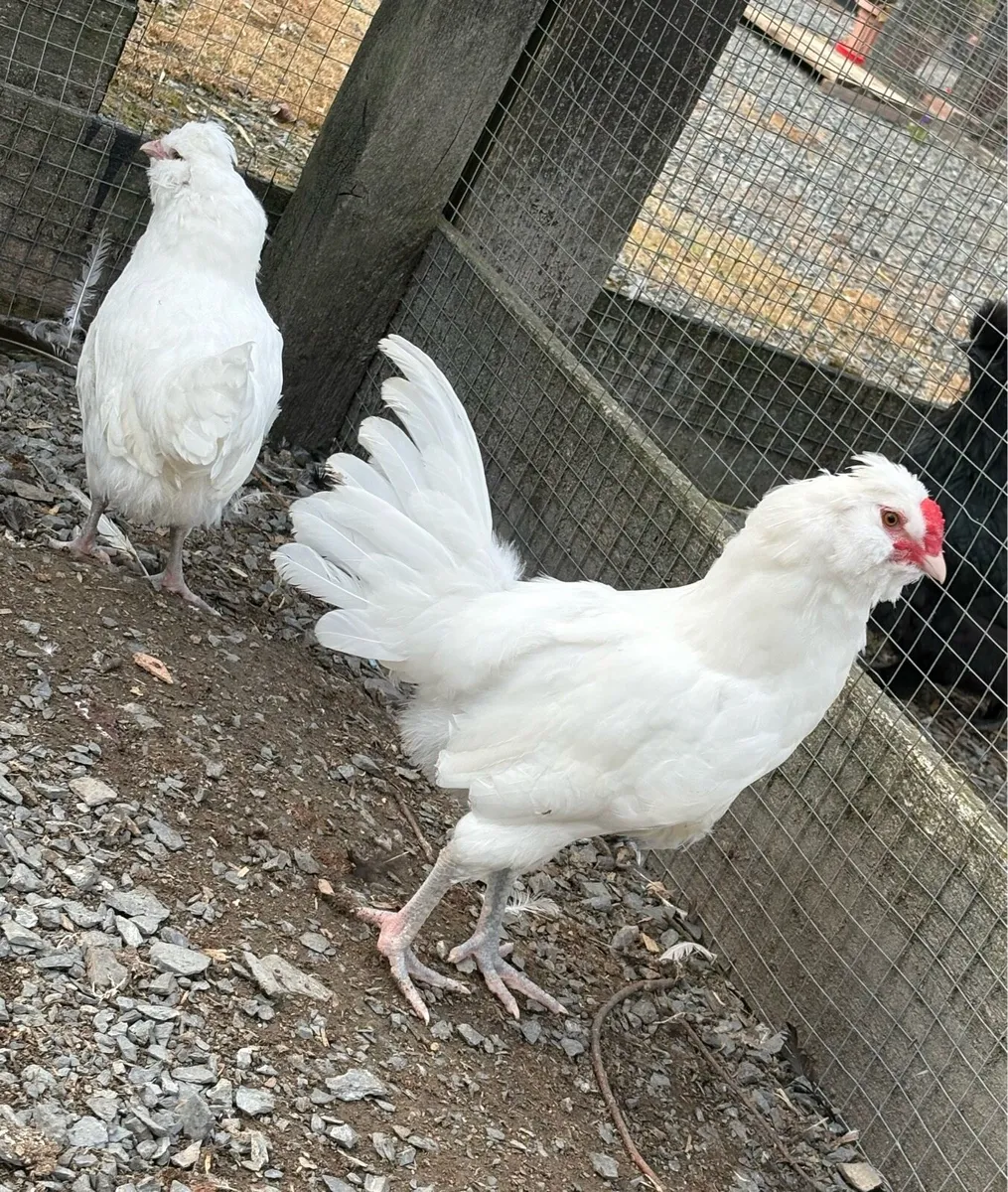 White Araucana & Coturnix Quail - Image 2