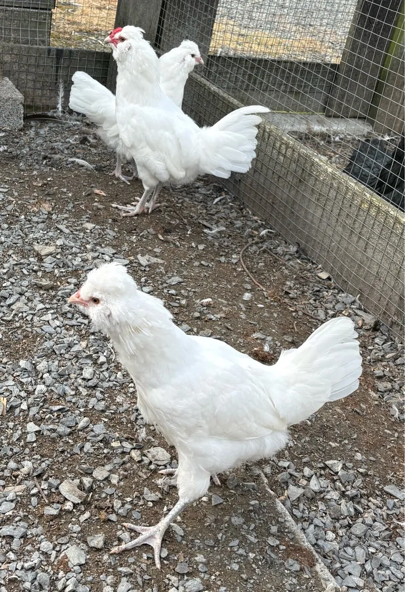 White Araucana & Coturnix Quail - Image 3
