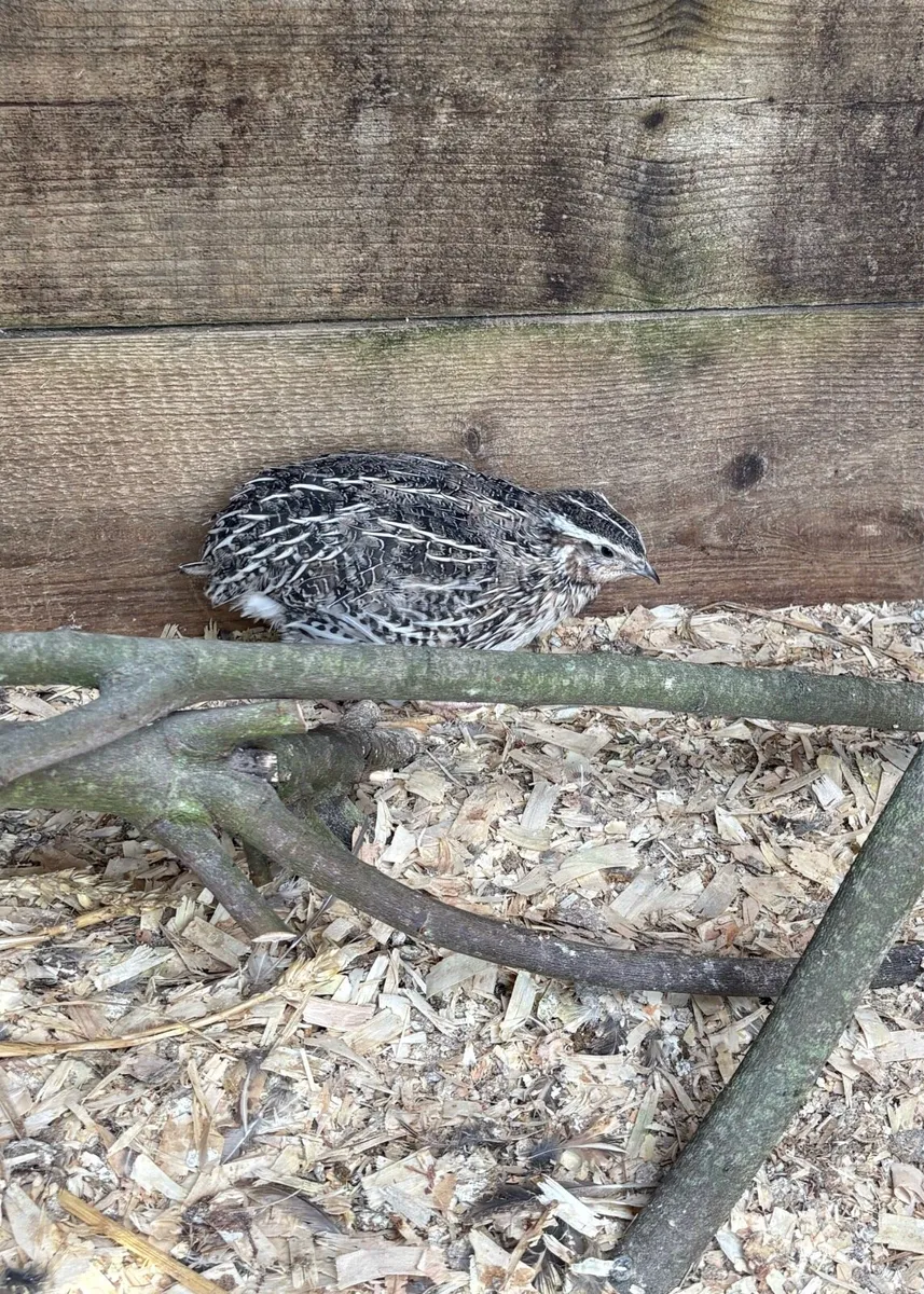 White Araucana & Coturnix Quail - Image 4