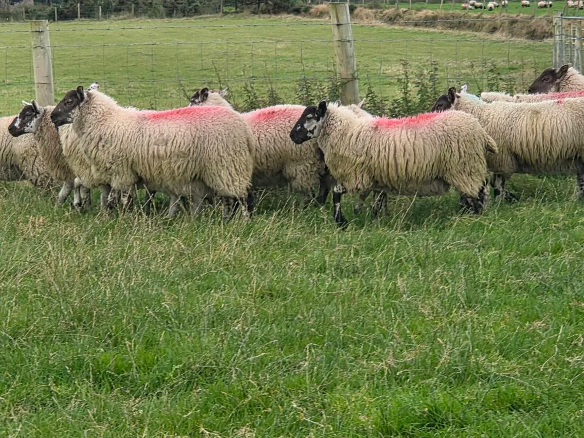Ewe lambs - Image 1