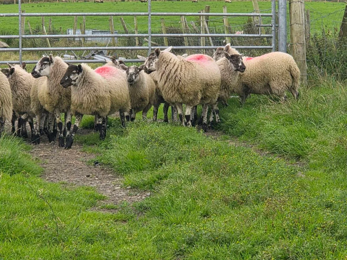 Ewe lambs - Image 2