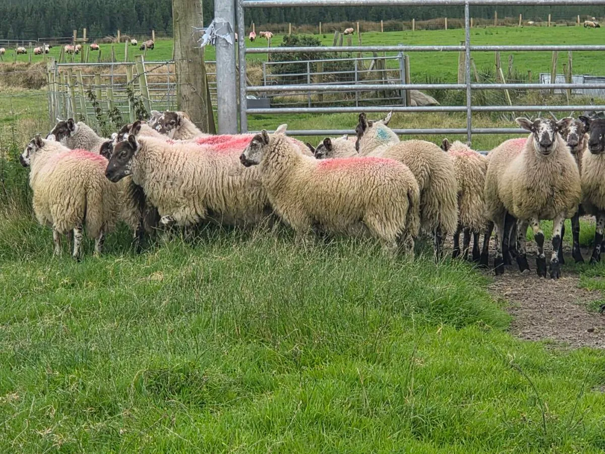 Ewe lambs - Image 3