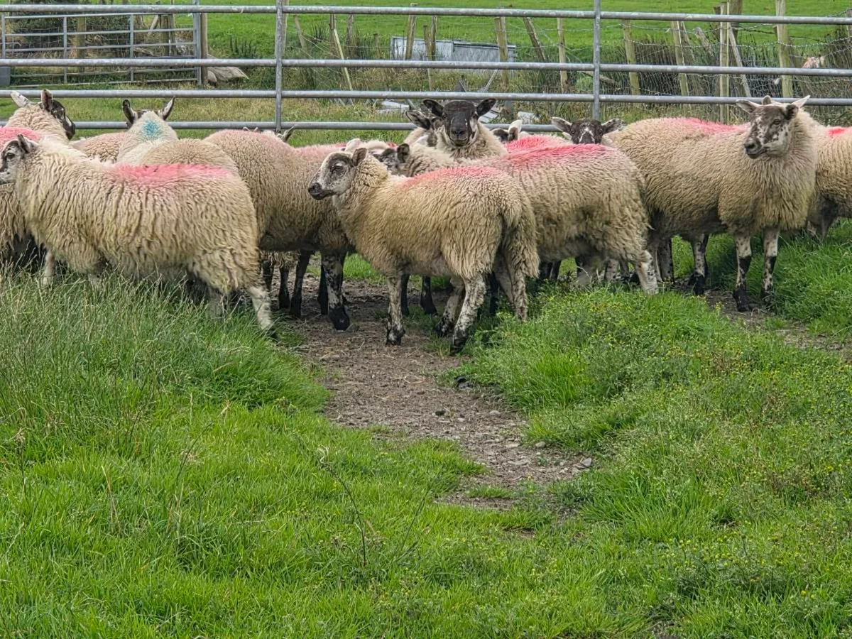 Ewe lambs - Image 4