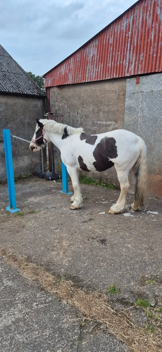 14.2 Black and White Mare Cob - Image 2