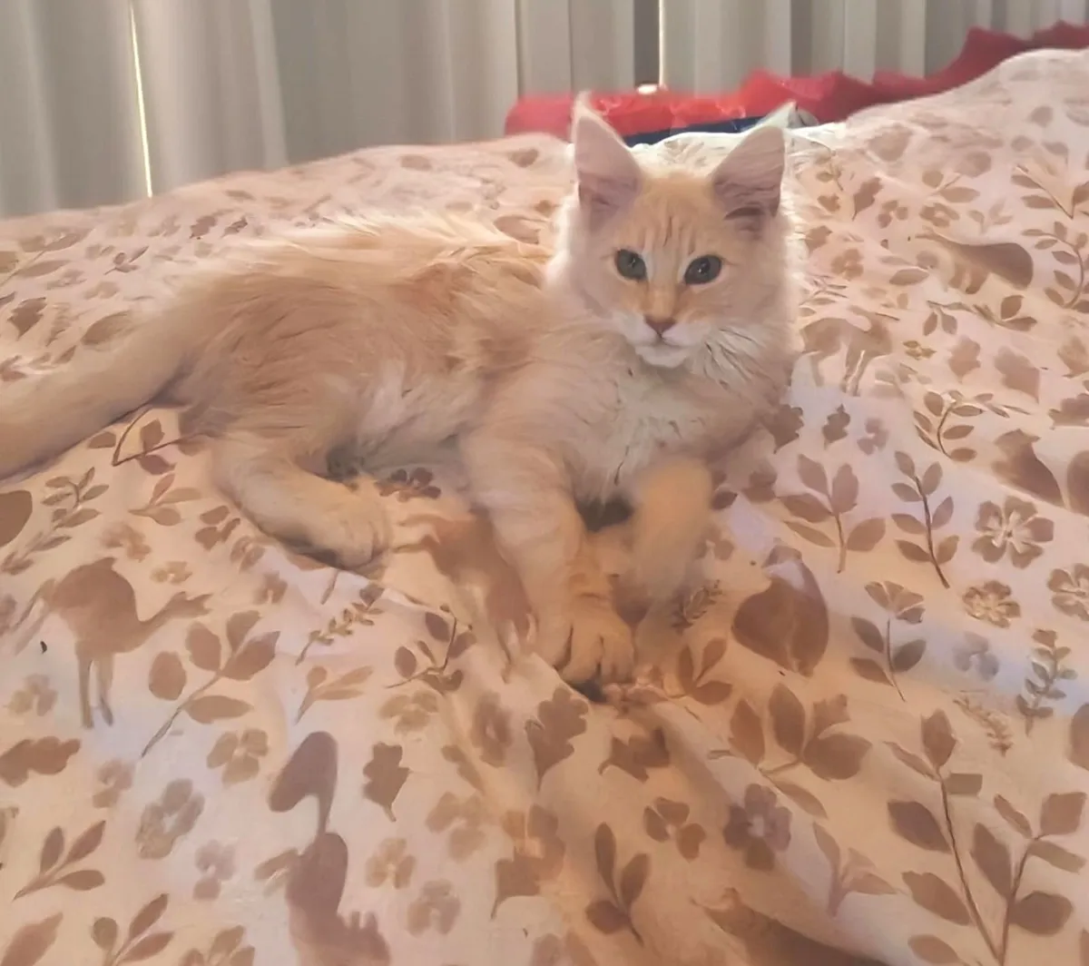 Maine Coon Kitten - Image 2