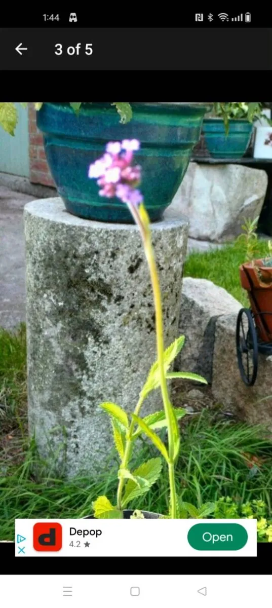Verbena banariensis is a tall plant that blooms in - Image 3