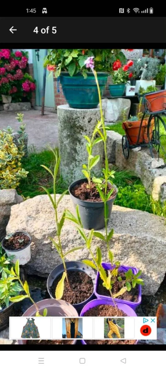 Verbena banariensis is a tall plant that blooms in - Image 4