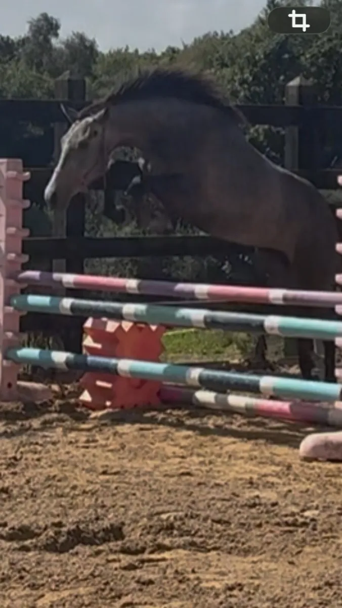 filly - Image 1