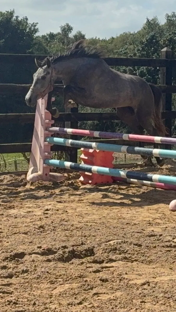filly - Image 2