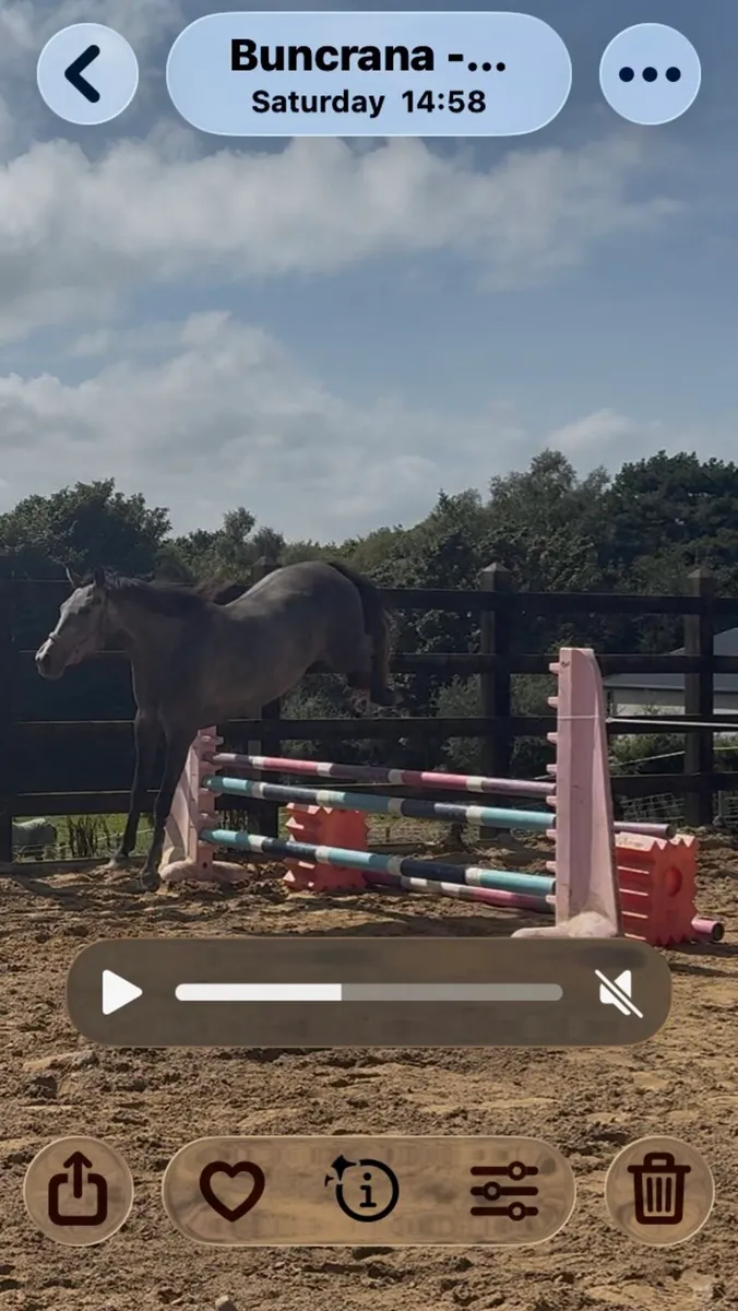 filly - Image 3