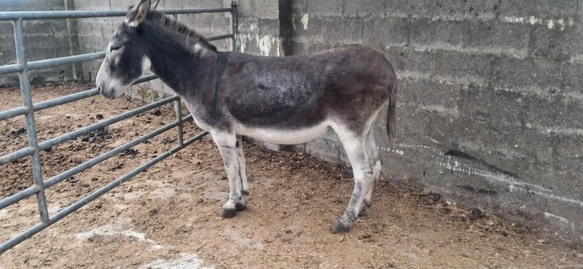 Donkeys - Image 1