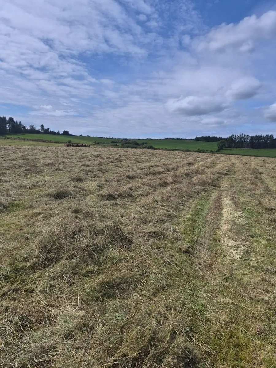 CHEAP HAY - Image 1