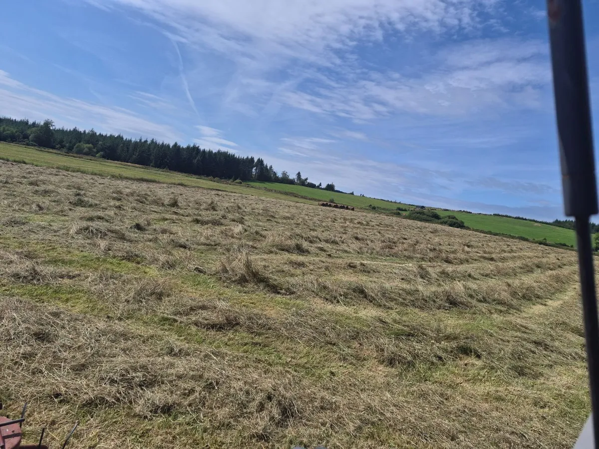 CHEAP HAY - Image 2