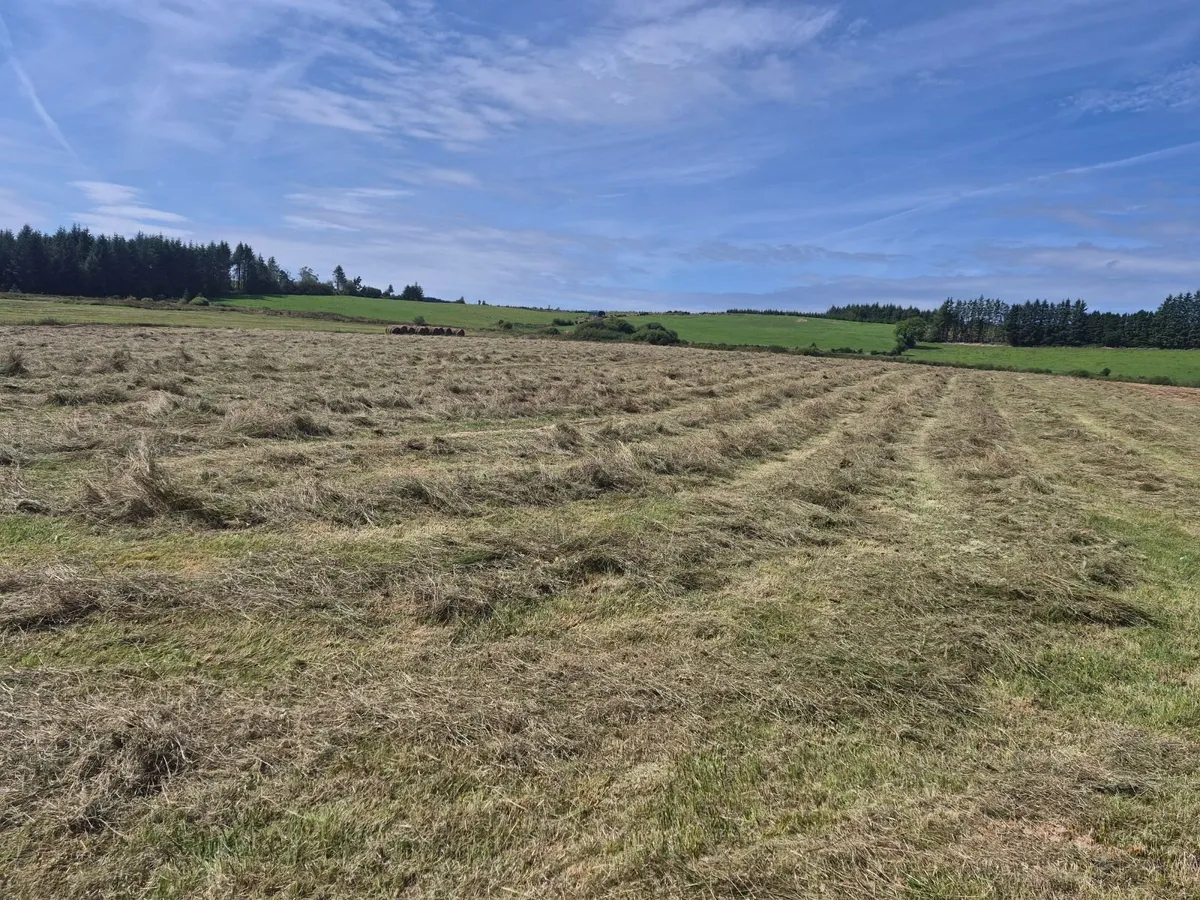 CHEAP HAY - Image 3
