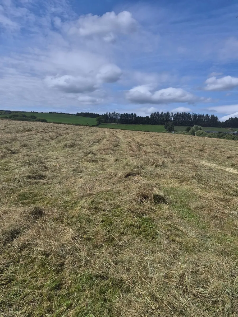 CHEAP HAY - Image 4