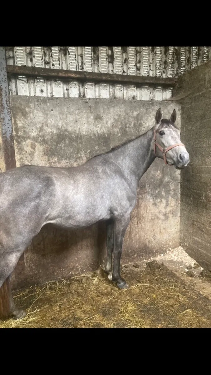 filly - Image 4
