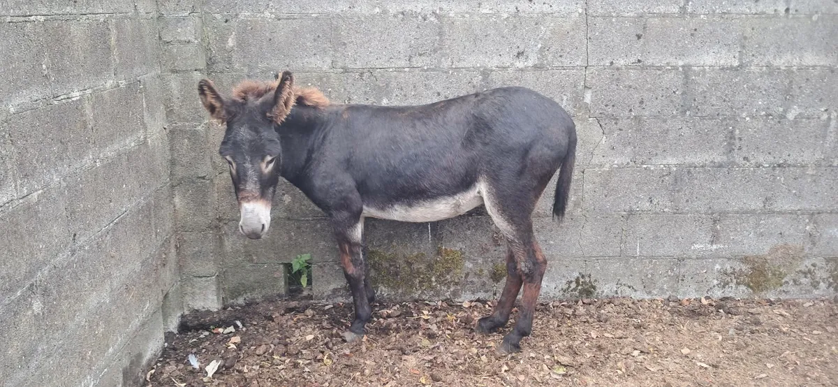 Animal - Image 2