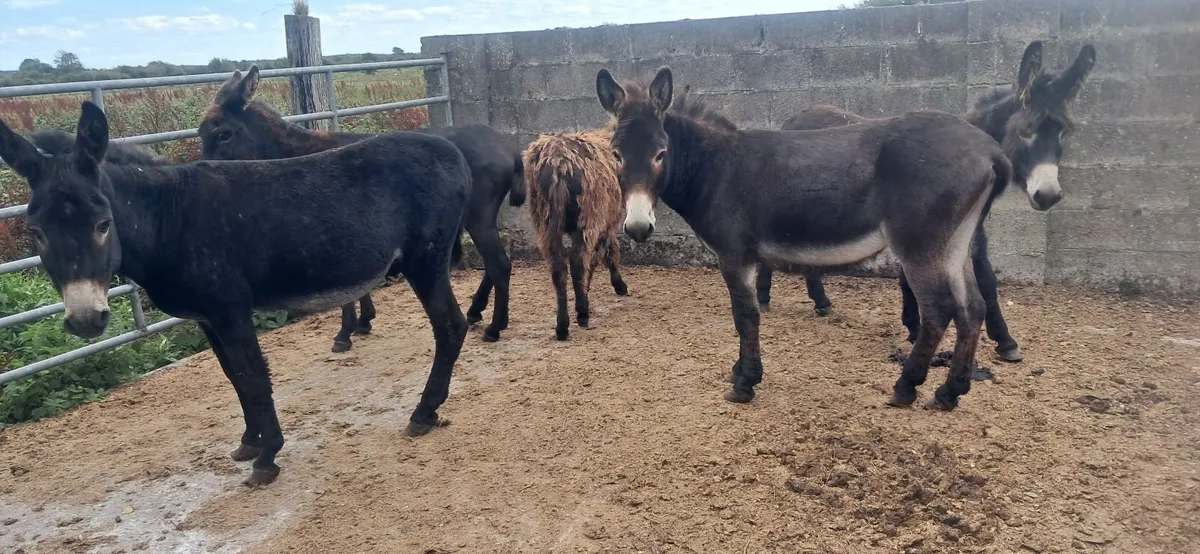Animals - Image 1