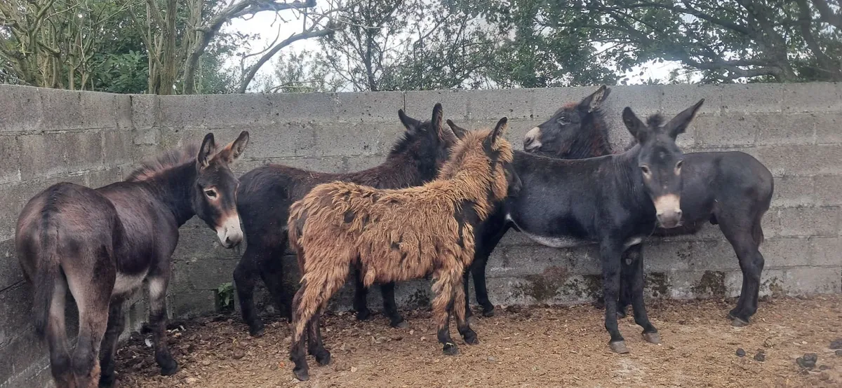 Animals - Image 2