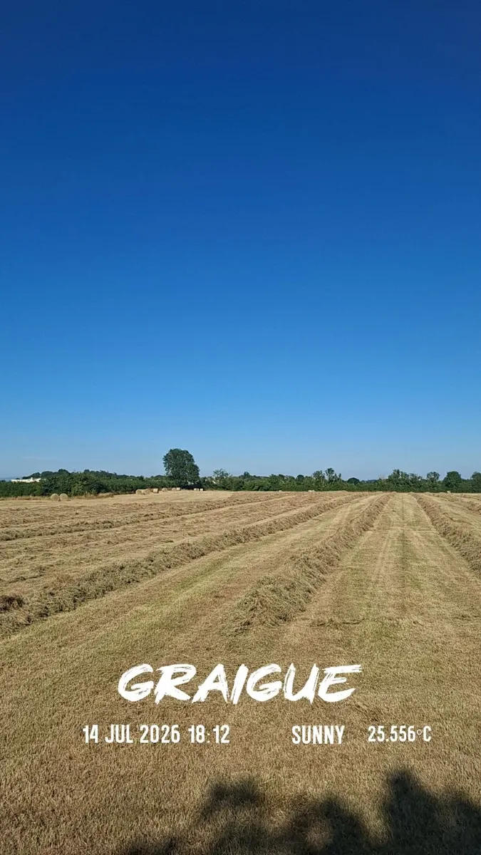 Hay - Image 4