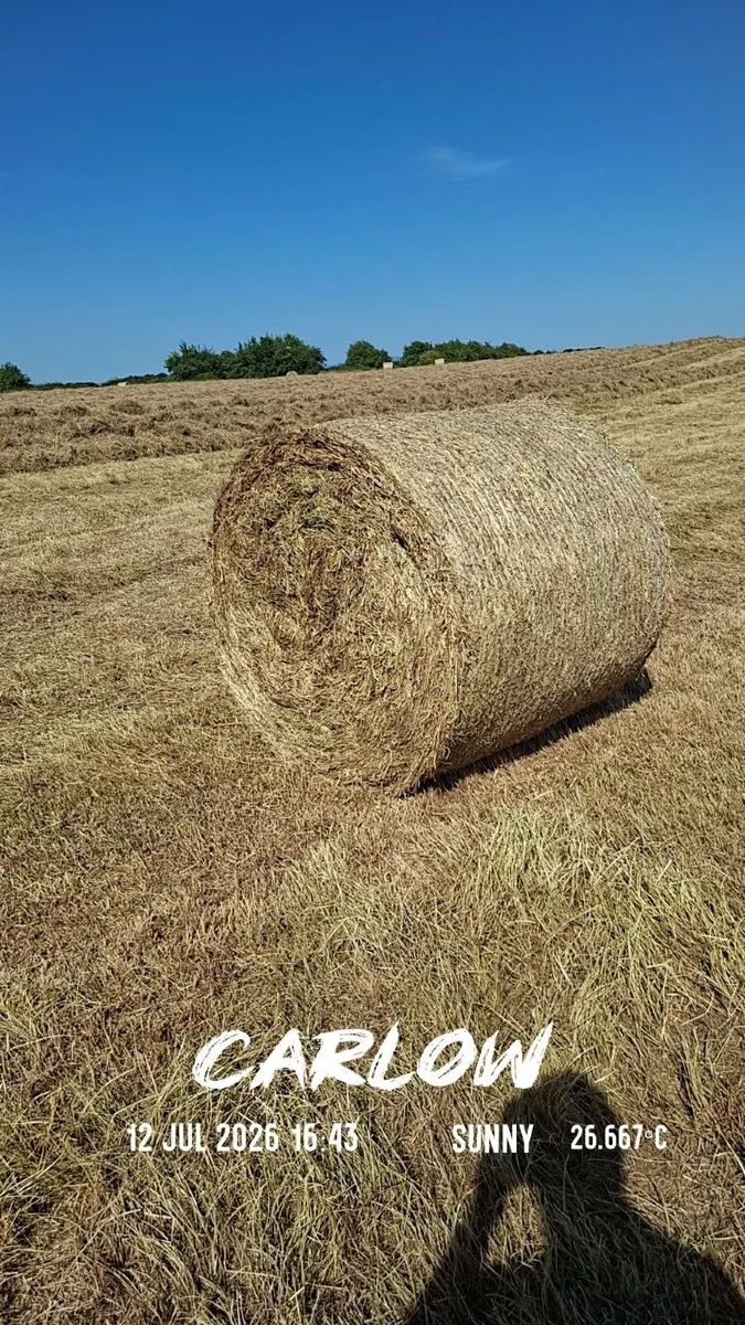 Hay - Image 3